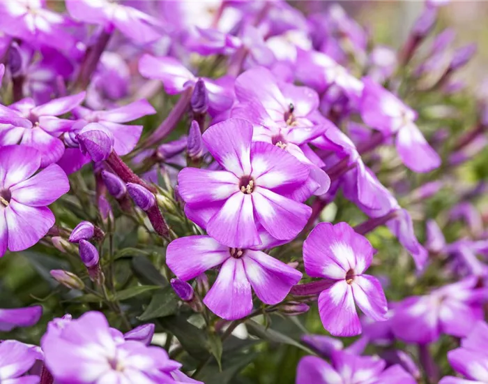 Flammenblumen lassen Ihren Garten in Farben baden