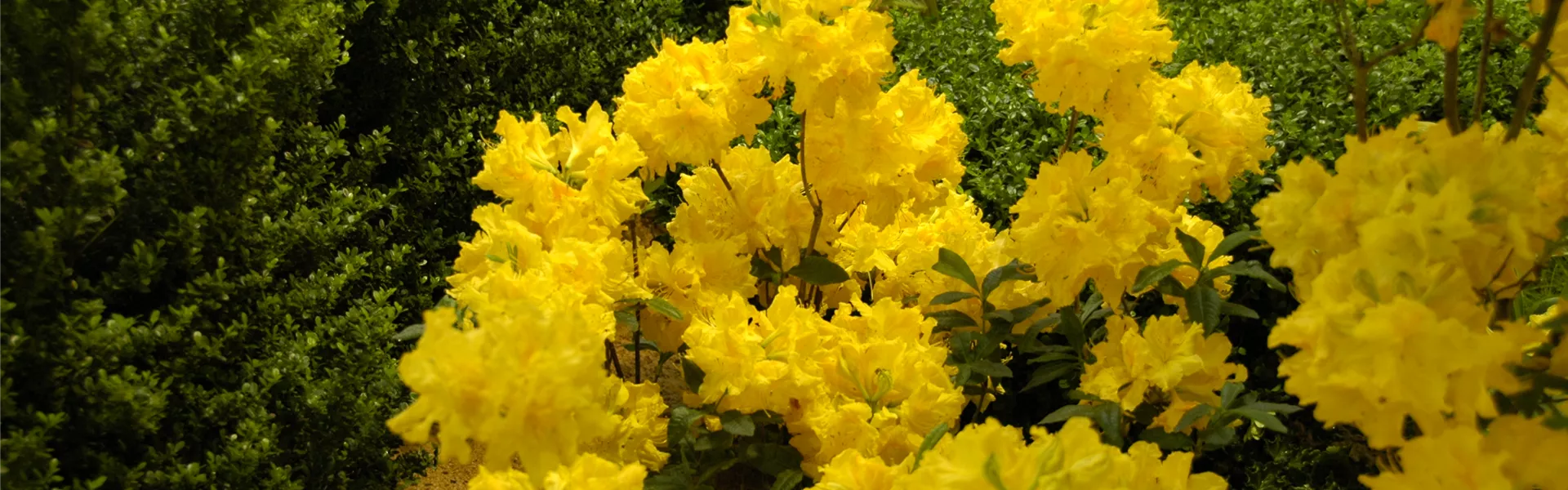 GS620555.jpg GS620555.jpg