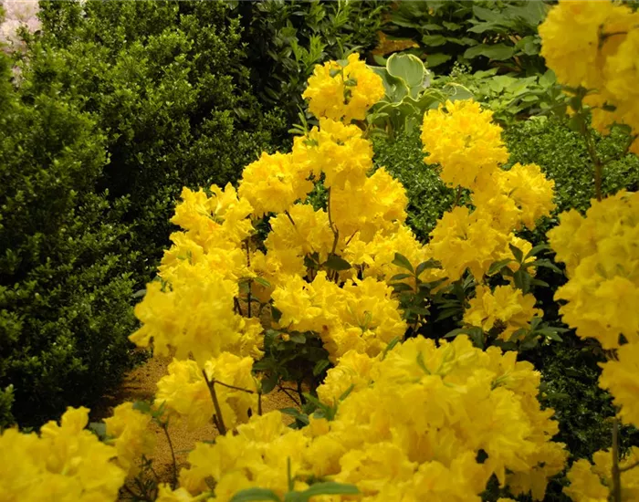 Die Sonne geht auf – Blumenbeet in Gelb und Orange Die Sonne geht auf – Blumenbeet in Gelb und Orange