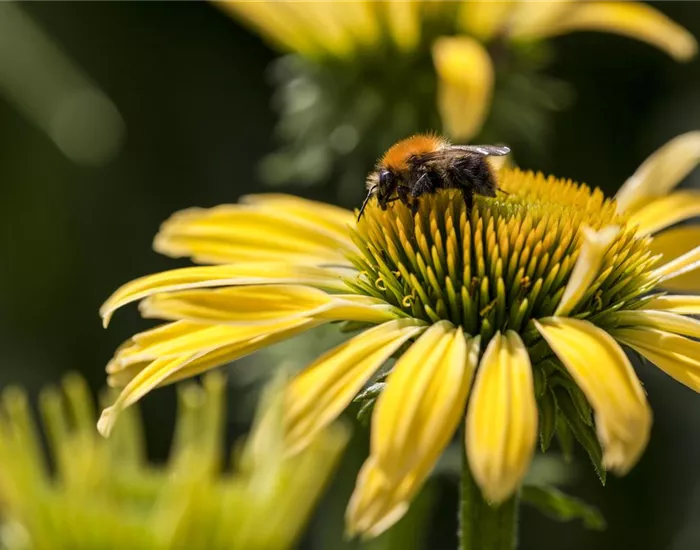 Gemüse blühen lassen als Insektenweide