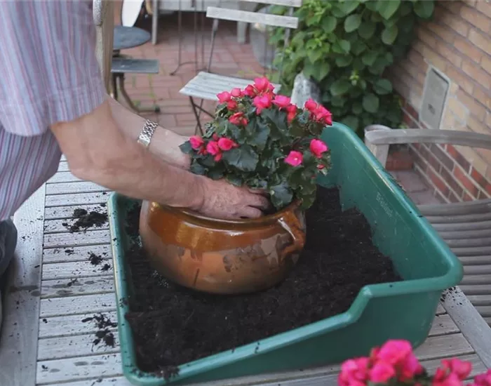 Blumenkübel - Bepflanzen mit mehreren Sommerblumen