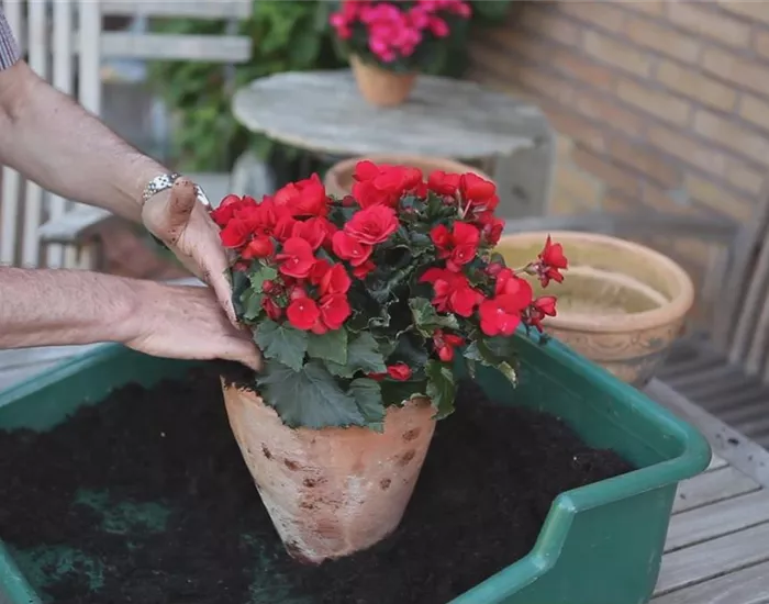Blumenkübel - Bepflanzen mit Sommerblumen