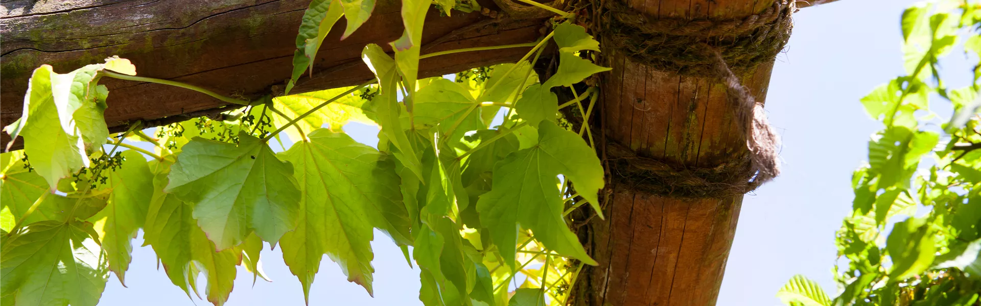 GS408051.jpg GS408051.jpg