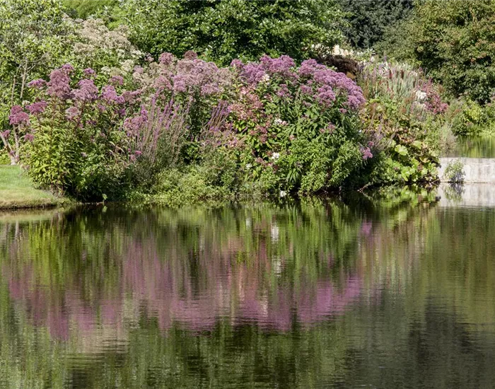 Natürliche Algenbekämpfung im Teich Natürliche Algenbekämpfung im Teich