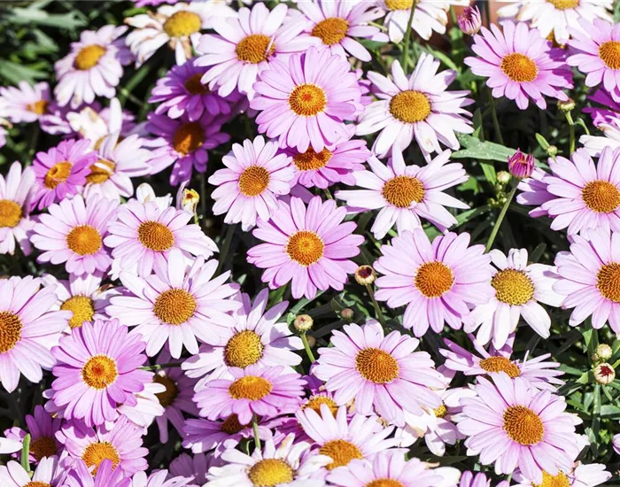 Das richtige Blumenbeet: eine Frage des Geschmacks