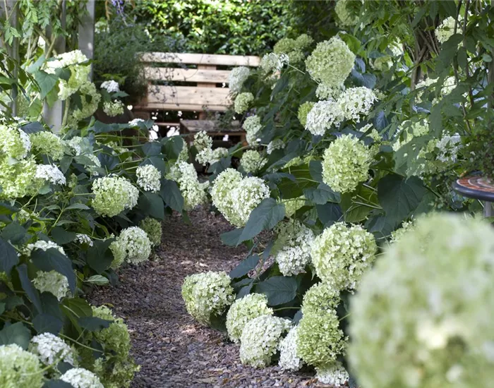 Pflanzpartner für Hortensien – Ideen für den Garten