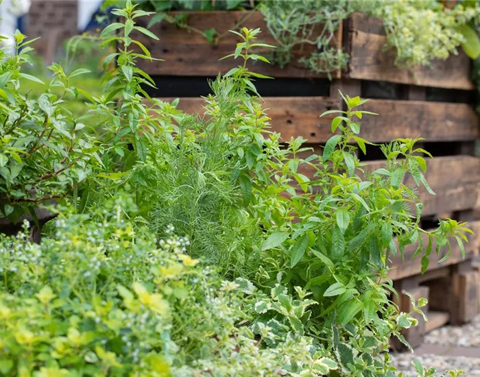 Der Kräutergarten im Mai