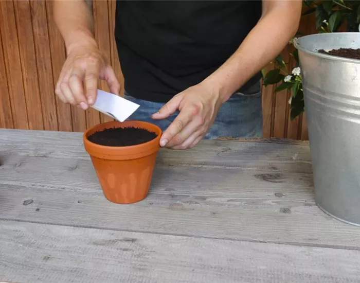 Estragon - Aussäen von Samen