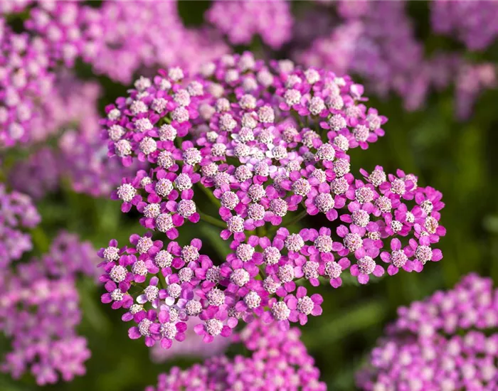 Sommerblumen Sommerblumen