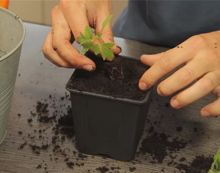 Tomaten - Umtopfen der Anzucht
