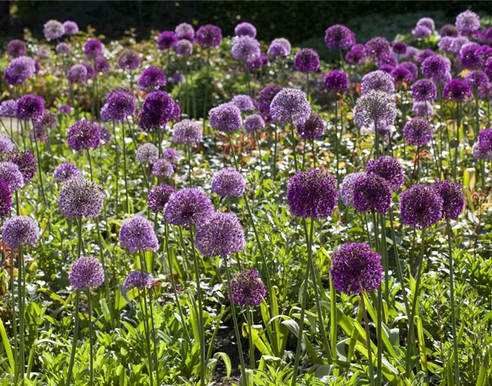 Sommerurlaub für Blumenzwiebeln und Knollen