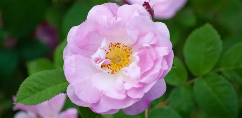 Duftende Rosen