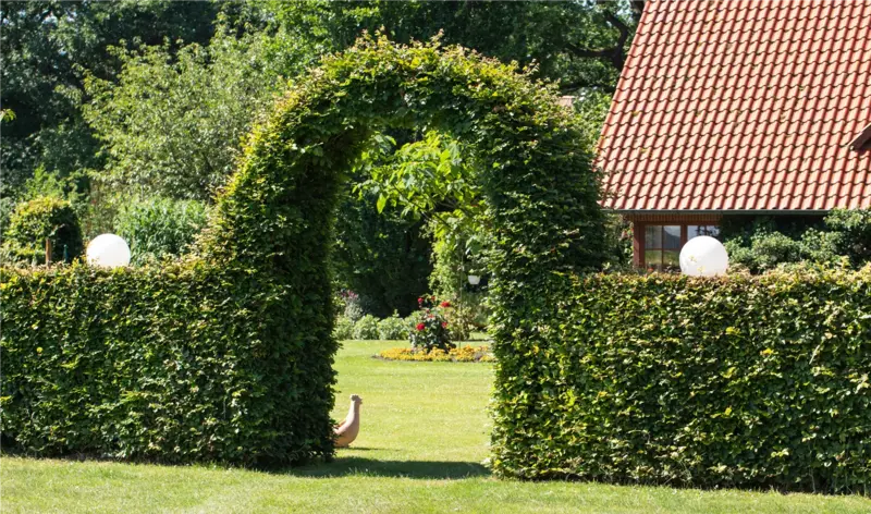 Heckenpflanzen