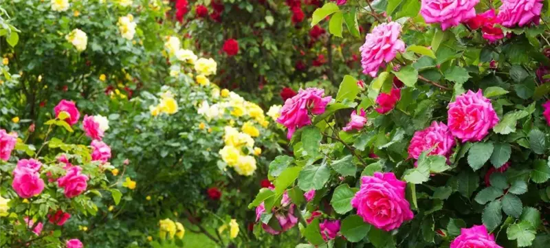 Gartenpflanzen