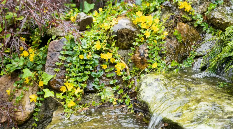 Steine, Wasser...
