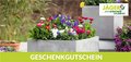 Beet- und Balkonpflanzen