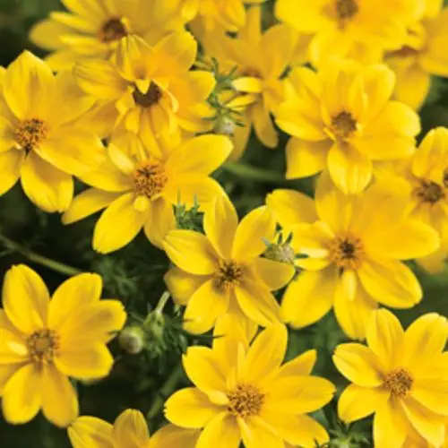 Blumen