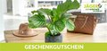 Zimmerpflanzen