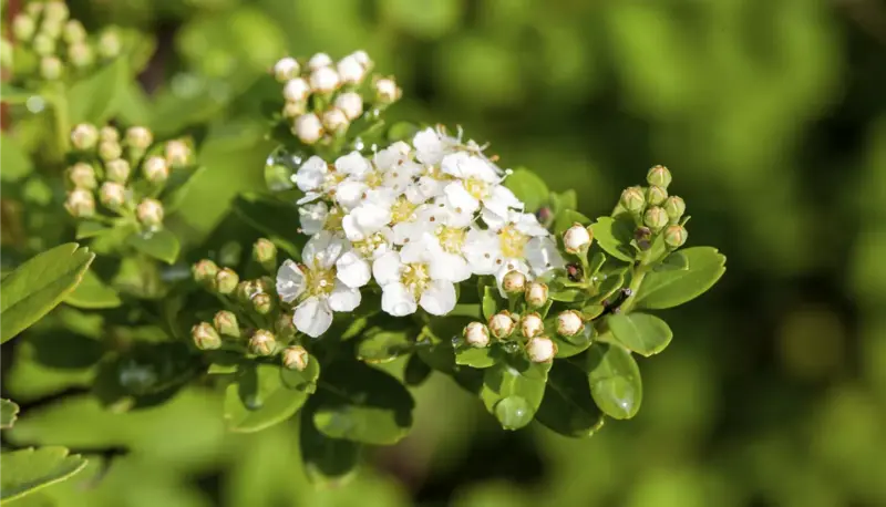 Beerensträucher