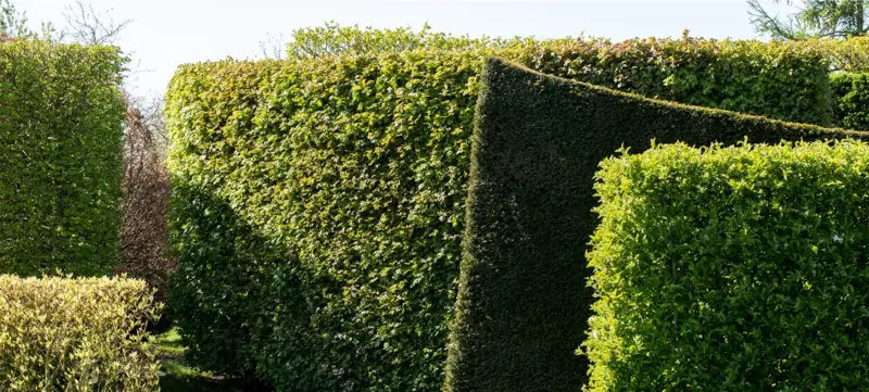 Sommergrüne Hecke