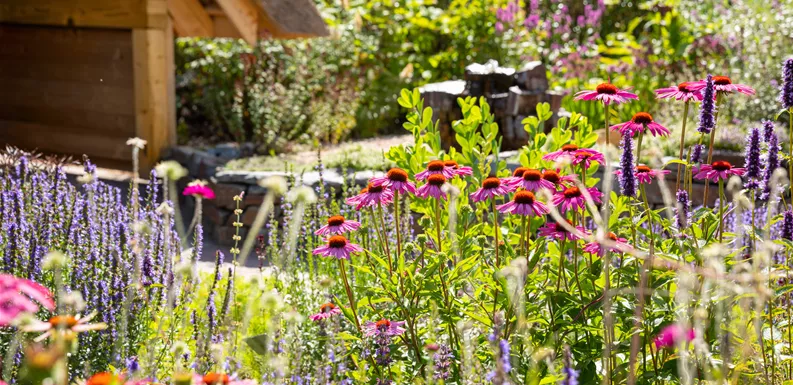 Gartenpflanzen