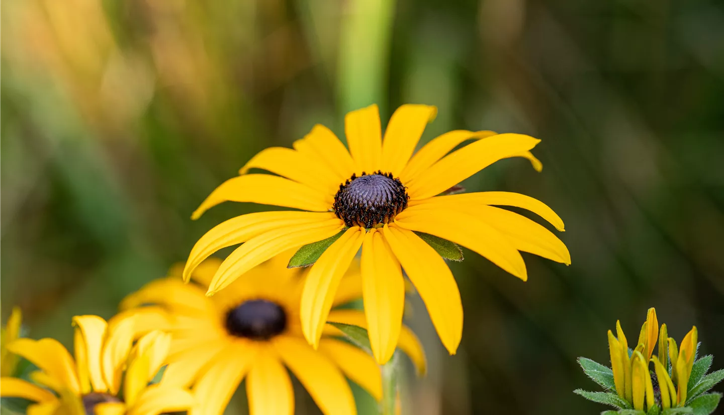 Herbstzeit ist Pflanzzeit
