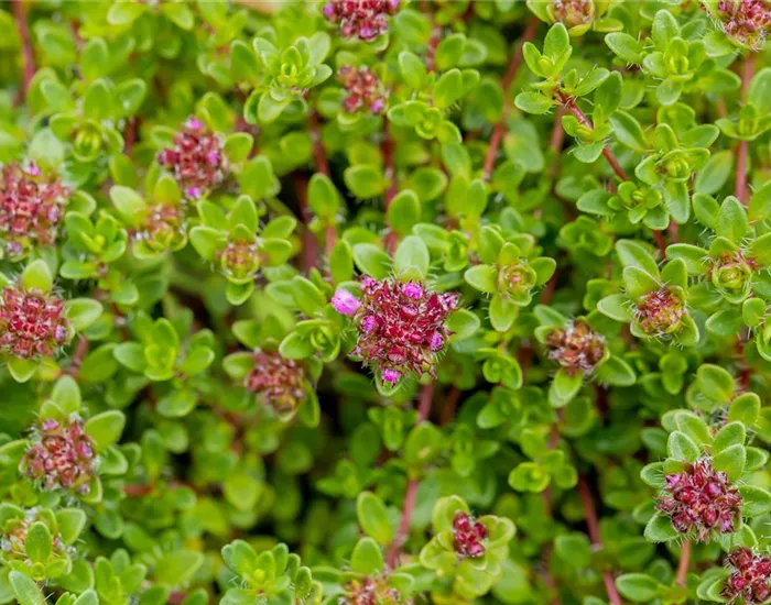 Gartenpflanzen