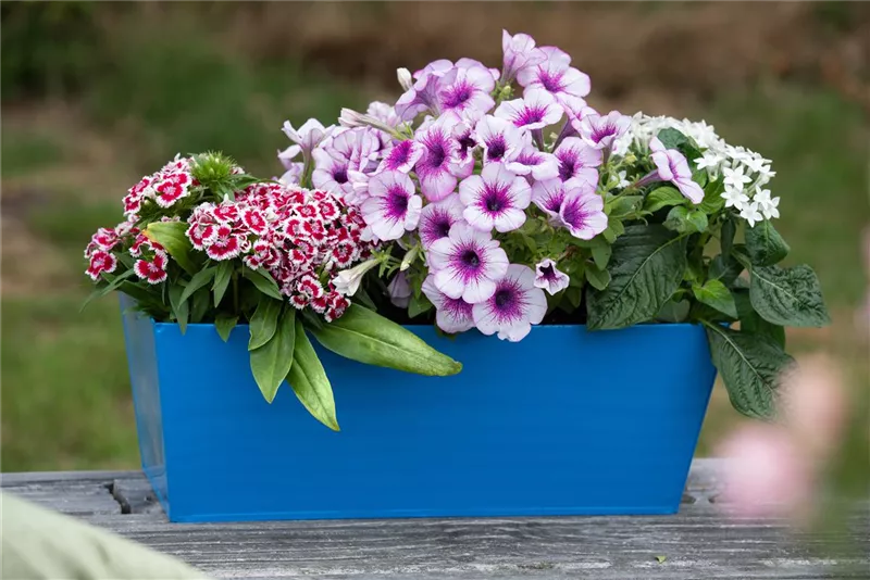 Balkonblumen und mehr