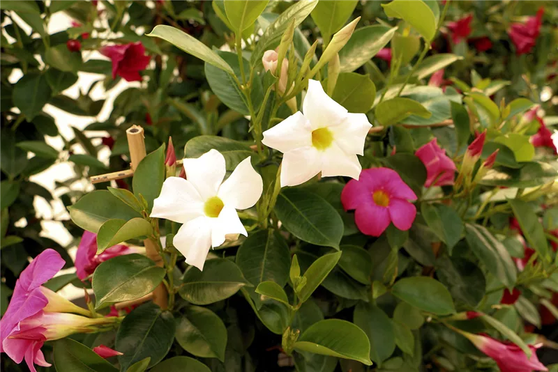 Balkonblumen und mehr
