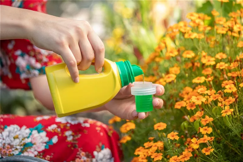 Balkonblumen und mehr