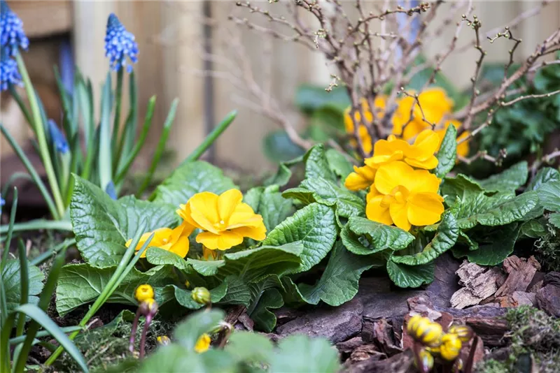 Balkonblumen und mehr