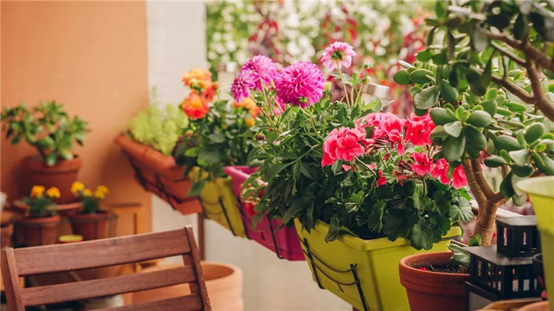 Balkonblumen und mehr