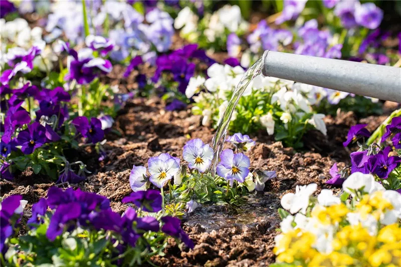 Balkonblumen und mehr