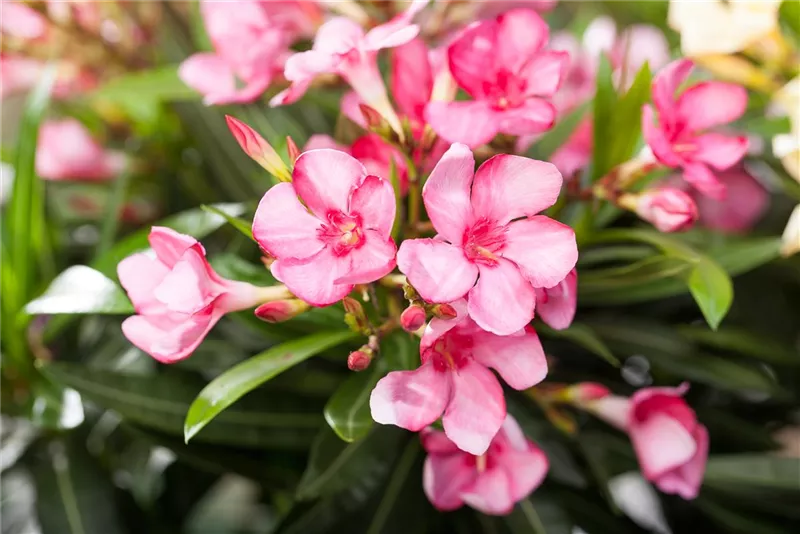 Balkonblumen und mehr