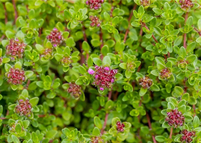 Gartenpflanzen
